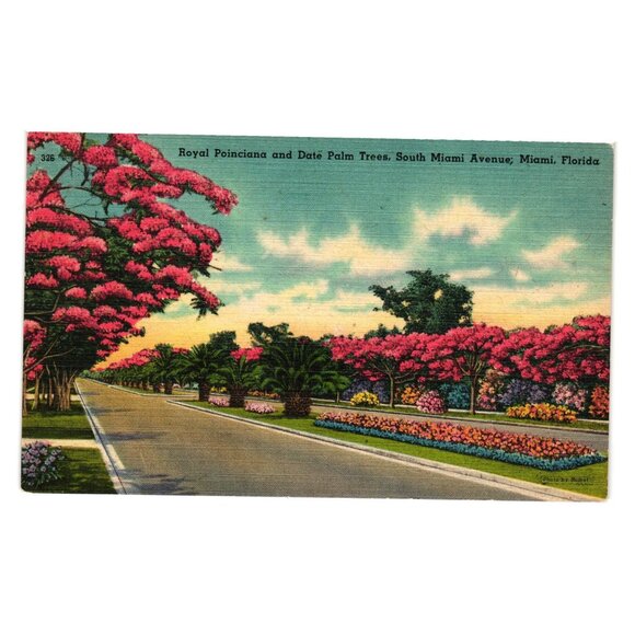 Royal Poinciana Date Palm Tree South Miami Avenue Miami Florida Vintage Postcard - Picture 1 of 2